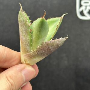 【輝泊園】【5株セット販売】多肉植物 アガベ チタノタ ハデス / Agave titanota Hades 極上刺 セット 5の画像4