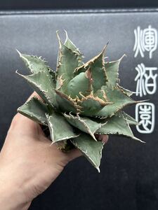 【輝泊園】多肉植物　アガベ チタノタ　海王 強棘 超良型株　特選 MAXAGAVE 珍しい　超大株　親株　11