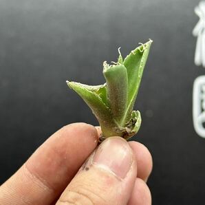 【輝泊園】多肉植物 アガベ チタノタ 追星 極上子株 MAXAGAVE 4の画像4