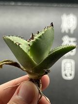 【輝泊園】【期間限定-5株セット】多肉植物 アガベ チタノタ　ジャガーノート　1_画像4