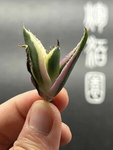 【輝泊園】多肉植物　アガベ　スナグルトゥース　強棘 極上美株 2