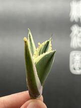 【輝泊園】多肉植物　アガベ　スナグルトゥース　強棘 極上美株 9_画像4