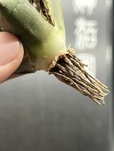【輝泊園】多肉植物 アガベ　チタノタ 皇帝 ‘Emperor’ 強棘 極上美株 2_画像10