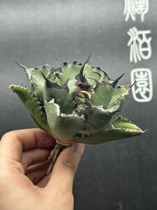 【輝泊園】多肉植物　アガベ チタノタ　黒鯨 強棘 超良型株　特選 MAXAGAVE 珍しい　超大株　親株　6