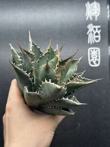 【輝泊園】多肉植物　アガベ チタノタ　海王 強棘 超良型株　特選 MAXAGAVE 珍しい　超大株　親株　2