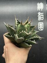 【輝泊園】多肉植物　アガベ チタノタ　海王 強棘 超良型株　特選 MAXAGAVE 珍しい　超大株　親株　5_画像5