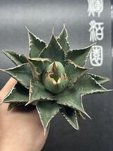 【輝泊園】多肉植物　アガベ チタノタ　海王 強棘 超良型株　特選 MAXAGAVE 珍しい　超大株　親株　7_画像6