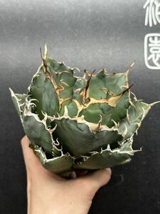 【輝泊園】多肉植物　アガベ チタノタ　白鯨 強棘 超良型株　特選 MAXAGAVE 珍しい　超大株　親株　1