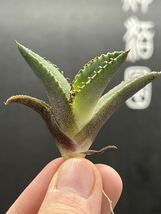 【輝泊園】【期間限定-5株セット】多肉植物　アガベ チタノタ　 白火焔 ホワイトファイヤー 特選 極上美株　1_画像7