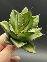 多肉植物　【特選】　3株セット　アガベ　agave titanota チタノタ『宝珠』　2_画像3