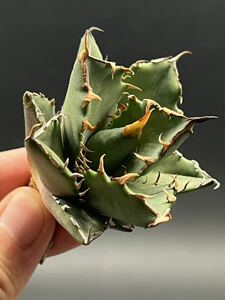 【輝泊園】多肉植物　特選 アガベ 多肉植物 チタノタ 鬼爪 雪峰 陽炎 強棘 極上美株 2