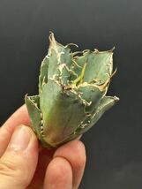 【輝泊園】多肉植物　アガベ チタノタ　白鯨子株　強棘 特選 MAXAGAVE 珍しい　希少株　4_画像2