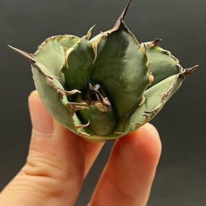 【輝泊園】多肉植物 アガベ チタノタ アザラシ子株 強棘 特選 MAXAGAVE 珍しい 希少株 1の画像7