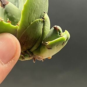 【輝泊園】多肉植物 アガベ チタノタ アザラシ子株 強棘 特選 MAXAGAVE 珍しい 希少株 3の画像6