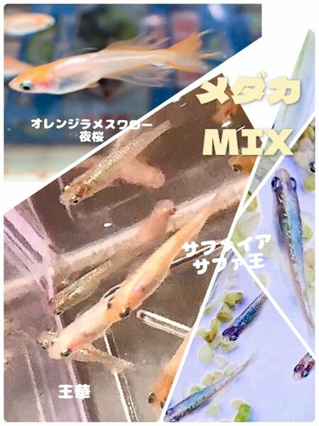 メダカ　MIX　サファイア　サファ王　夜桜　オレンジラメスワローなど　卵20個＋α