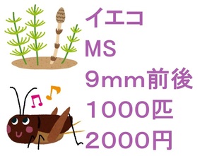 ヨーロッパイエコオロギ　MS　９ｍｍ前後　１０００匹　２０００円