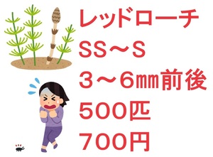 レッドローチ SS～S ３～６㎜前後 5００匹 7００円