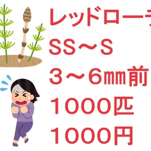 レッドローチ SS～S ３～６㎜前後 １０００匹 １０００円の画像1