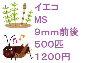 ヨーロッパイエコオロギ　MS　９ｍｍ前後　５００匹　１２００円