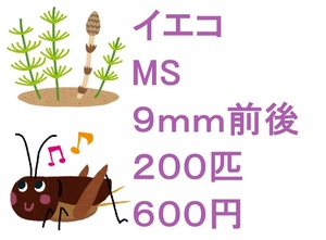 ヨーロッパイエコオロギ　MS　９ｍｍ前後　２００匹　６００円