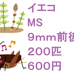 ヨーロッパイエコオロギ MS ９ｍｍ前後 ２００匹 ６００円の画像1