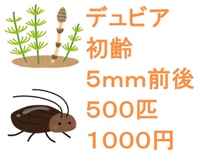 デュビア　初齢　５ｍｍ前後　５００匹　１０００円