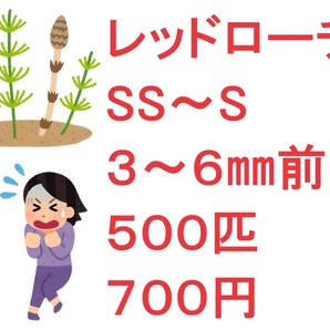 レッドローチ SS～S ３～６㎜前後 5００匹 7００円の画像1