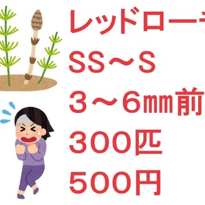 レッドローチ SS～S ３～６㎜前後 ３００匹 ５００円の画像1