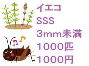 ヨーロッパイエコオロギ　SSS　３ｍｍ未満　１０００匹　１０００円
