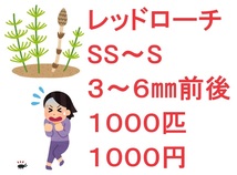 レッドローチ SS～S ３～６㎜前後 １０００匹 １０００円_画像1