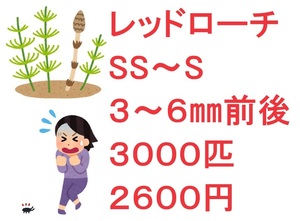 レッドローチ 　SS～S 　３～６㎜前後 ３０００匹 　２６００円