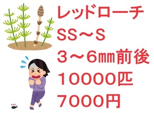 レッドローチ SS～S ３～６㎜前後 １００００匹 7０００円