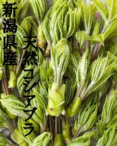 6.新潟県産　天然コシアブラ、こしあぶら200g＋α