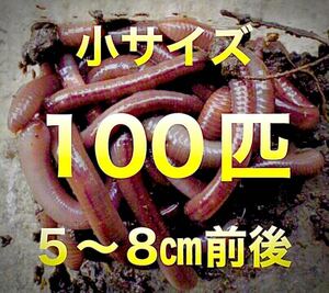 【 火水金土日のみ発送】 100匹　ドバミミズ 天然　ミミズ　エサ　生き餌　釣り餌　小サイズ　　　