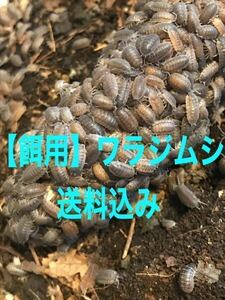 【 餌用 】ワラジムシ 500匹 ６〜10mm前後 ＊ ナミワラジムシ　匹数違いも出品中