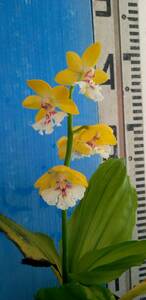 e.. orchid less . goods * selection another goods yellow - white . tree flower attaching plum .. the first flower 18