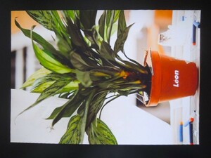 A4 額付き ポスター Leon レオン 観葉植物 アグラオネマ 希少種 Aglaonema グリーン 緑 フォトフレーム 