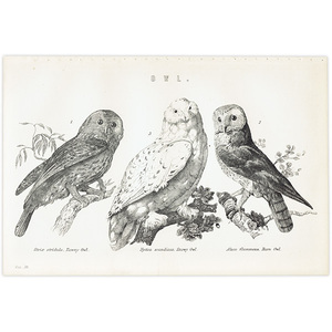 OWL フクロウ イギリス アンティークプリント 博物画 (The National Encyclopedia) 1868-1881年 0130