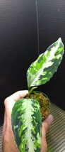 アグラオネマ　ピクタム　ラプラス　箱　Aglaonema pictum”Laplace”UC from sibolga timur　AZ0213-5c　箱　増殖株 №３_画像1