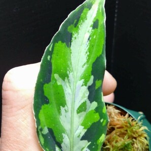 アグラオネマ ピクタム ラプラス 箱 Aglaonema pictum”Laplace”UC from sibolga timur AZ0213-5c 箱 増殖株 №４の画像3