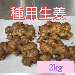 種生姜(200g～300g)2キロ