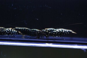 Galaxy　fishbone　綺麗な♂1♀5匹　抱卵多数