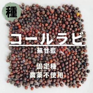 【種】コールラビ　無農薬　30粒