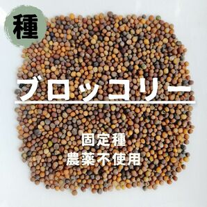 【種】ブロッコリー　無農薬　30粒