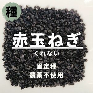 【種】タマネギ　くれない　無農薬　60粒