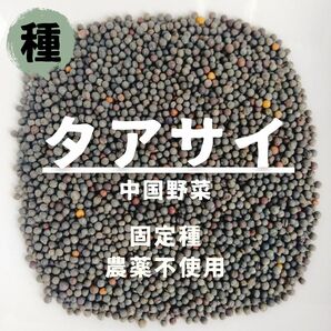 【種】タアサイ　ターサイ　無農薬　120粒
