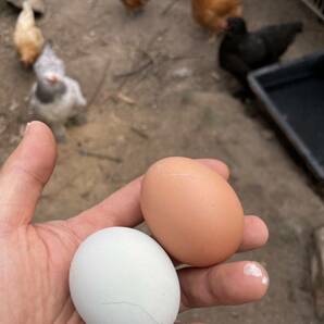 【超貴重】世界最大鶏ブラマ 有精卵 とカラフルなアローカナ有精卵 5個食べ比べの画像5