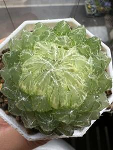 多肉植物 ハオルチア オブツーサ ハオルシア オブツーサ錦 翠雲 糊斑 中株