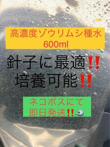 【ゾウリムシ　種水　600ml　送料無料】 めだか　メダカ　針子 ベタ 稚魚 psb　 金魚　ミジンコ　クロレラ　などに