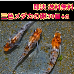 即決《送料無料》　三色　メダカ　卵　30個+α　　　　ブラック ラメ オロチ ダイヤ 楊貴妃 黄金 ダルマ 琥珀 自由研究 3色 黒 みゆき 二色